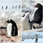 Retour en Antarctique : une croisière de dix jours dans le plus bel endroit du monde