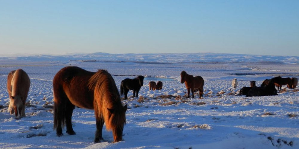 L’Islande en hiver, c’est possible ? Itinéraire de 4 jours du Cercle d’or jusqu’à Skógar