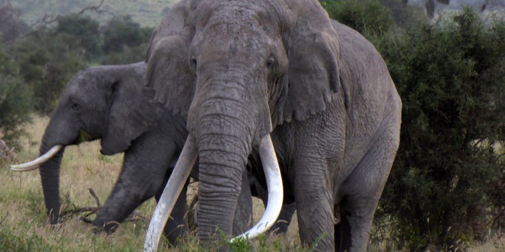 Jour 5 : Le parc d’Amboseli, paradis des éléphants