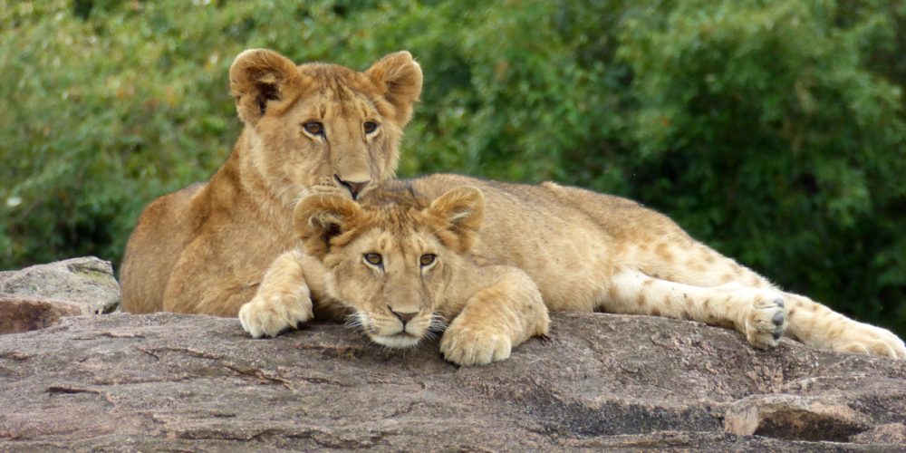 Jour 1 : Arrivée dans la réserve du Masai Mara