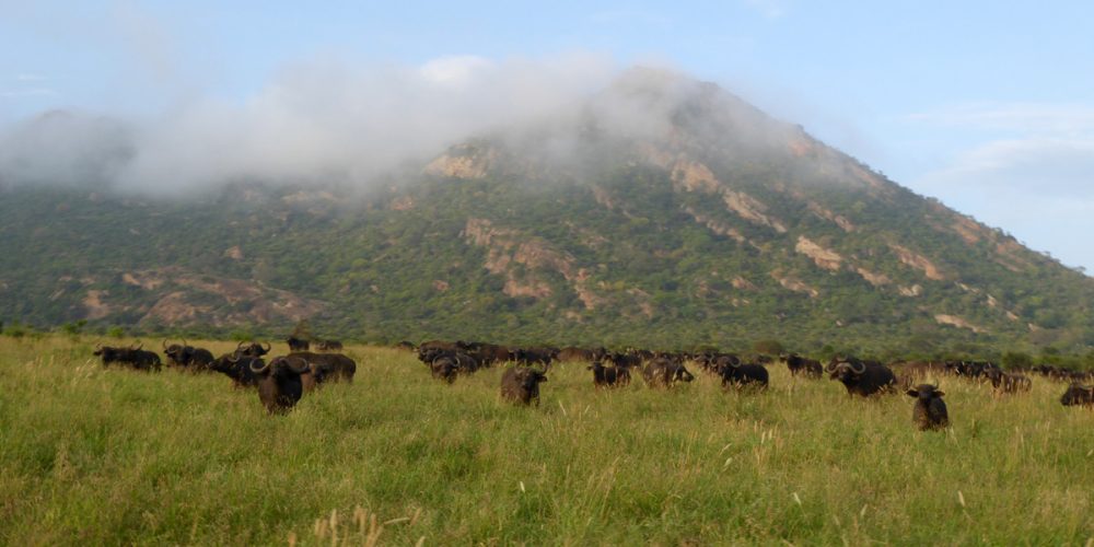 Jour 7 : Tsavo Ouest et retour à Nairobi (ou comment passer du Paradis à l’Enfer)