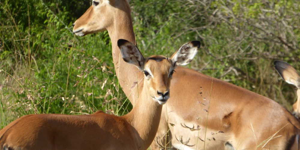 Jour 6 : Les parcs d&rsquo;Amboseli et de Tsavo Ouest